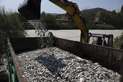 Dead fish from a river near the port city of Volos